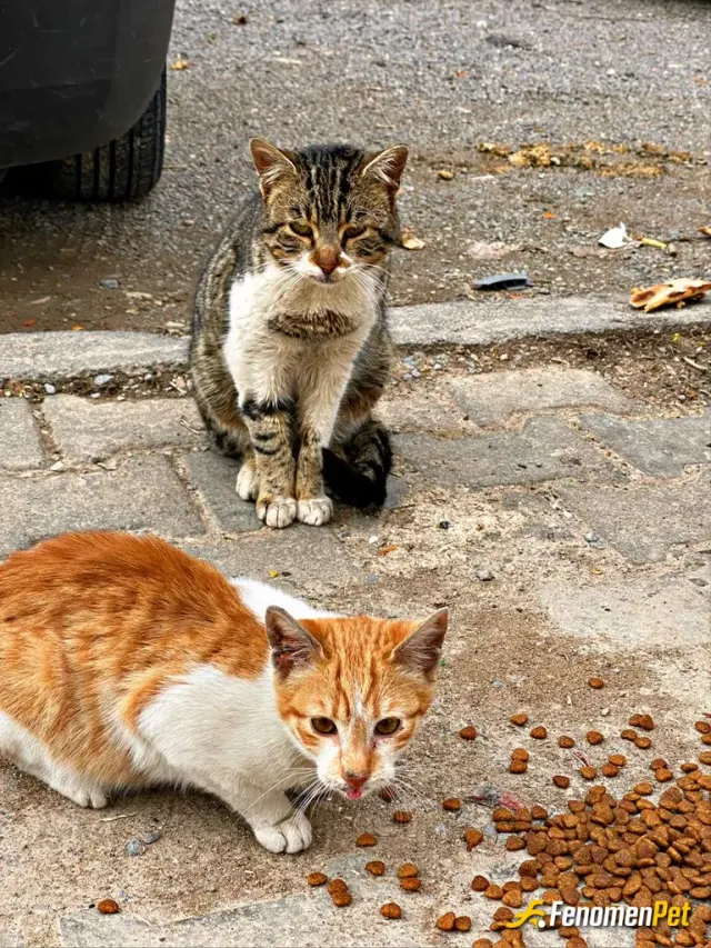 Sokak hayvanı besleme: Hayvanlara biçtiğiniz kader kendi kaderiniz olsun