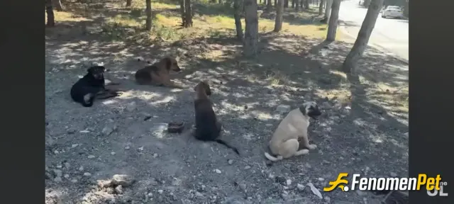 Sokak hayvanı besleme: Orman kenarındaki köpeklere mama veriyorum