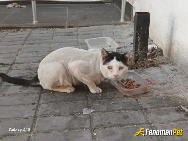 Sokak hayvanı besleme: #Fenomenbetle patilerde kazanır 🐾🐾🤌🫰