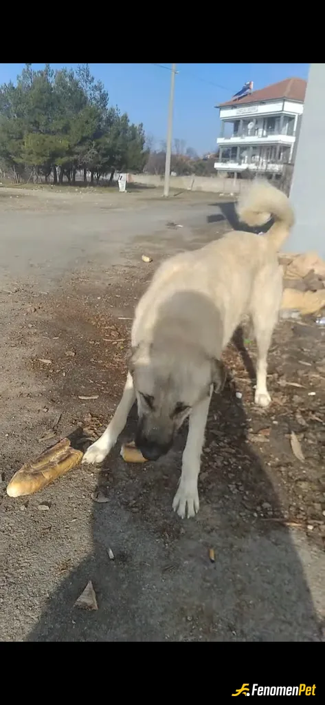 Sokak hayvanı besleme: Fenomenbet Patiler de kazanır!