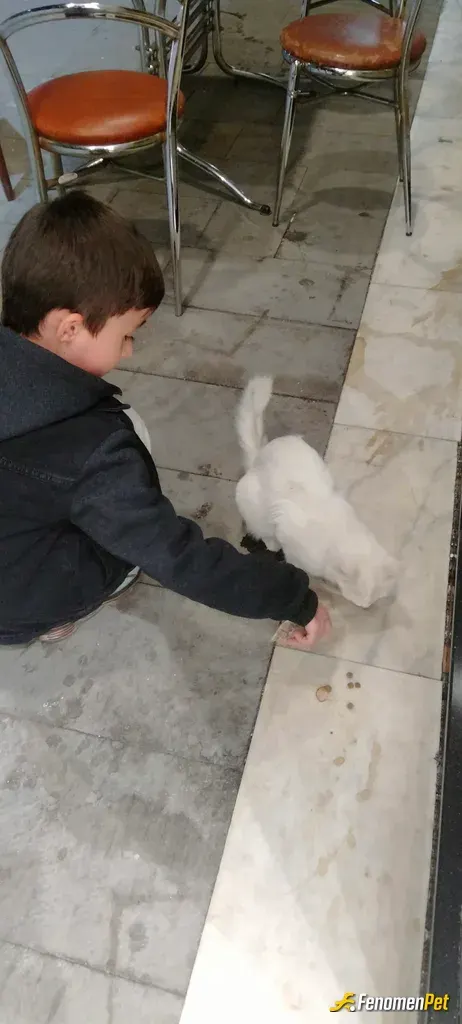 Sokak hayvanı besleme: baba-oğul hayvan sevgisi