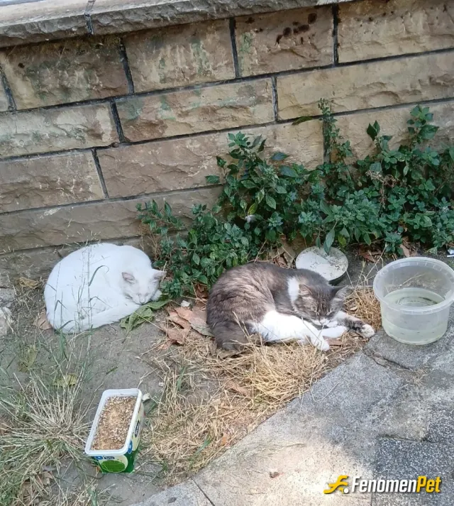 Sokak hayvanı besleme: #fenomenpet gerçekten güzel bir etkinlik olmuş bizim mahallede özellikle çok kedi var hepimiz besliyoruz mahal