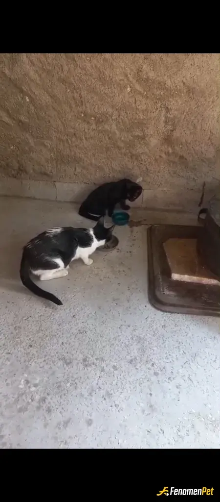Sokak hayvanı besleme: Çatı katımda onlara yer yaptım