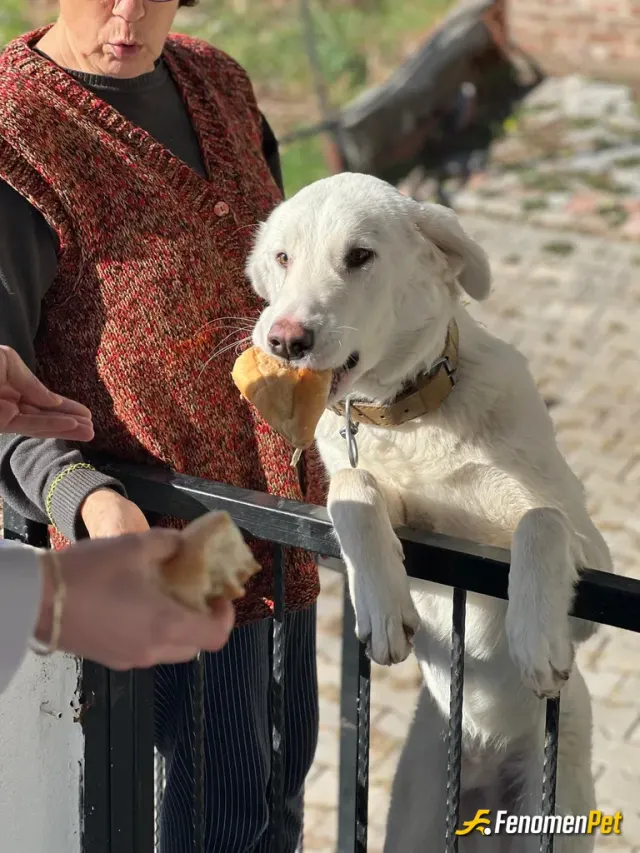 Sokak hayvanı besleme: miniği besledik :)