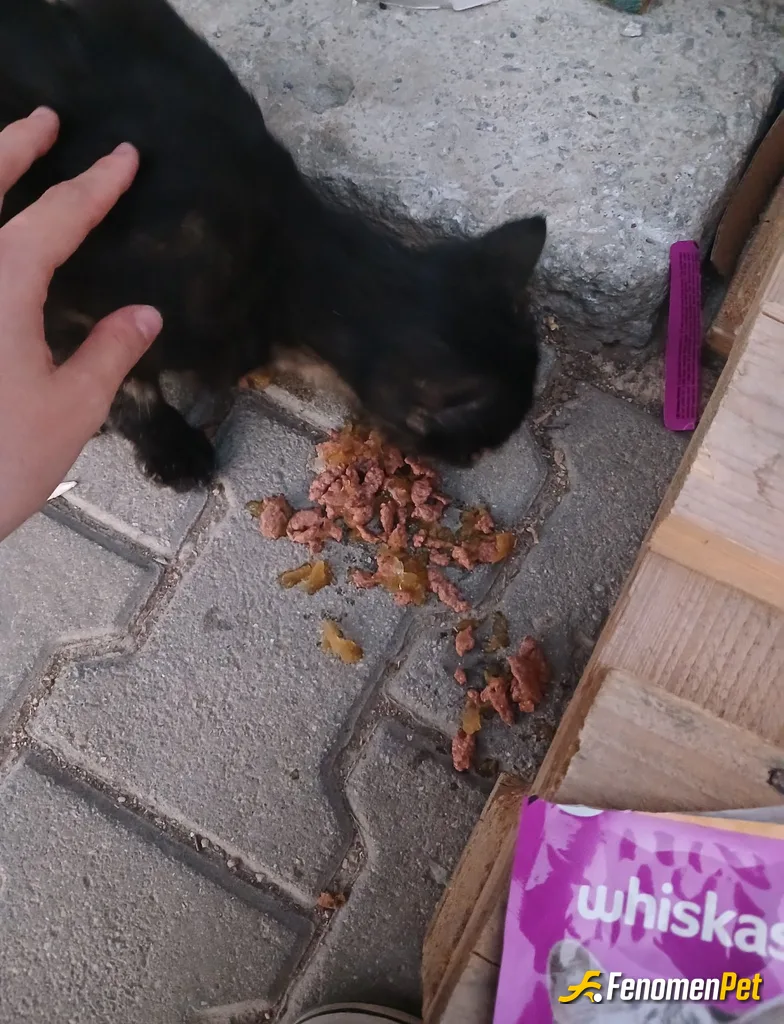 Sokak hayvanı besleme: Sessiz olan dostlarımıza yardım edelim ❤️❤️...