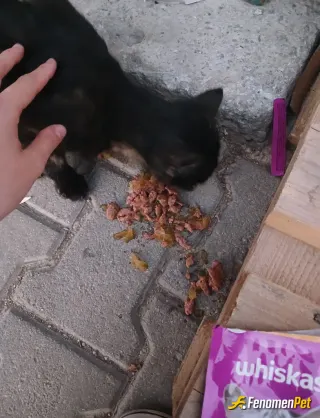 Sokak hayvanı besleme: Sessiz olan dostlarımıza yardım edelim ❤️❤️...