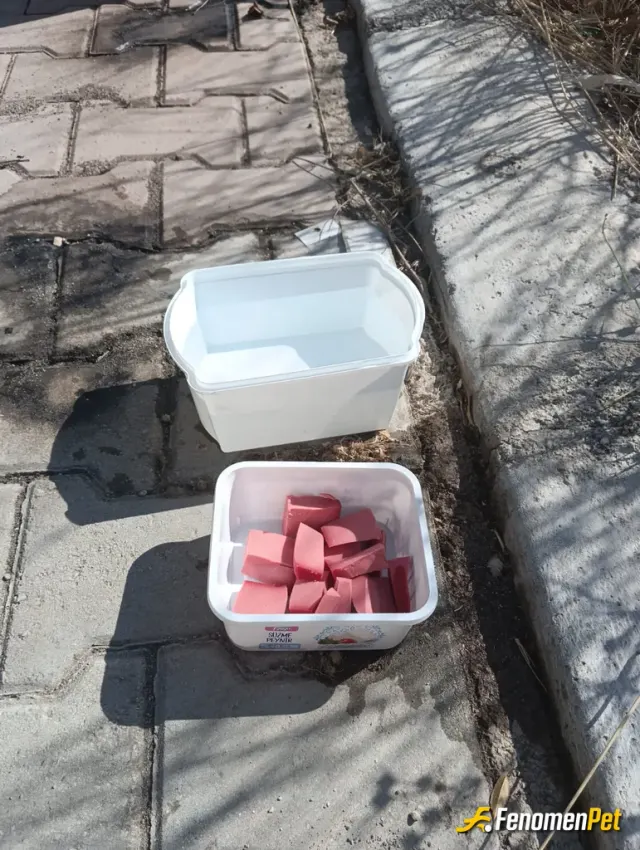 Sokak hayvanı besleme: 2 günde bir yeniliyorum kapları.. fenomenbete ayrıca teşekkürler