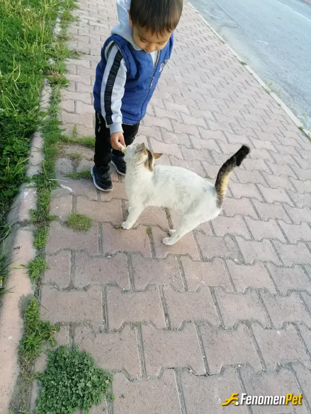 Sokak hayvanı besleme: #fenomenpet
#fenomenpet pati dostu
#iyilikkazanacak