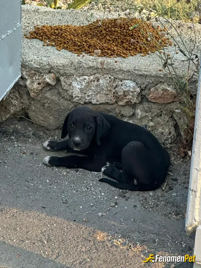 Sokak hayvanı besleme: #fenomenpet keşke herkes bu kadar duyarlı olabilse