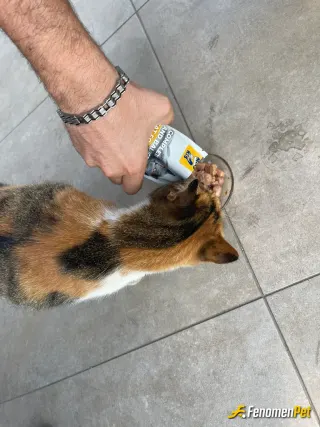 Sokak hayvanı besleme: Bu şebek her gün gelir kapıya mama diye miyavlar ve yaş manasını kapar :)