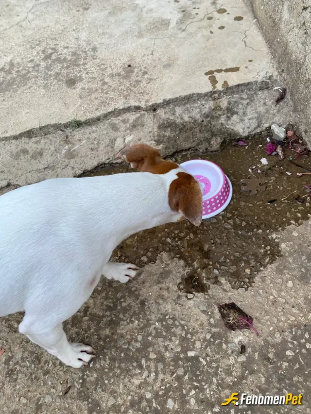 Sokak hayvanı besleme: Mahallemizde bulunan bir köpeği çağırıp su ve mama verdim