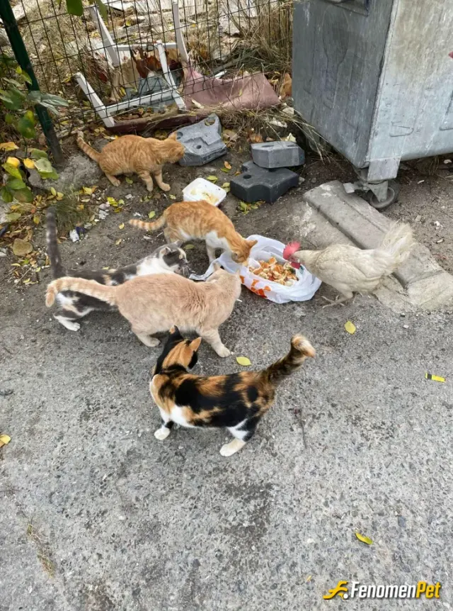 Sokak hayvanı besleme: kediler için süt ekmek sosis getirdim mahallemizin kedileri bu niyetle tavukda nasiplendi bir kap su yemek can
