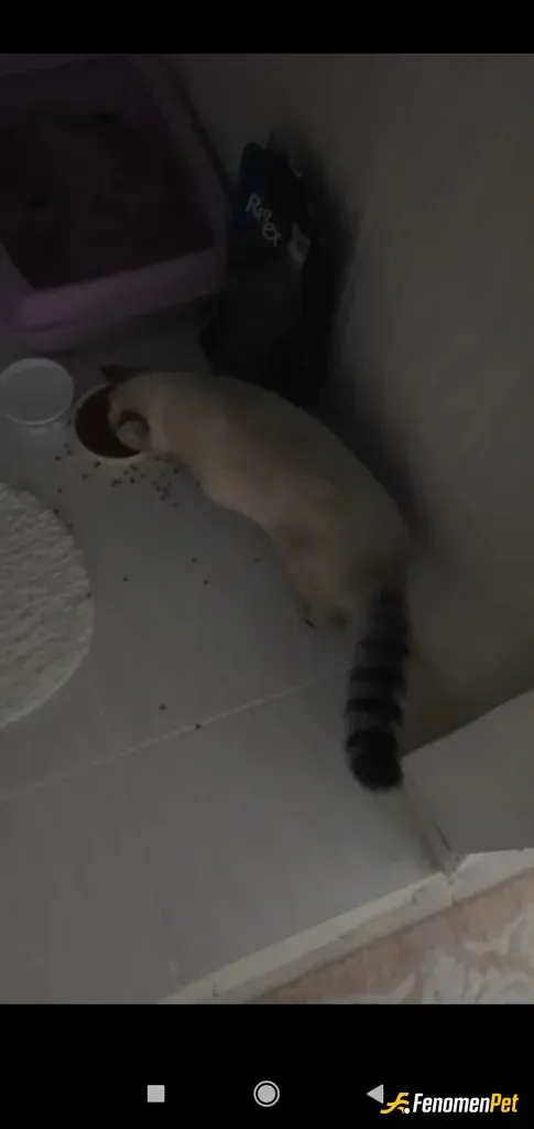 Sokak hayvanı besleme: Sokaktan sahiplendiği kedim:)