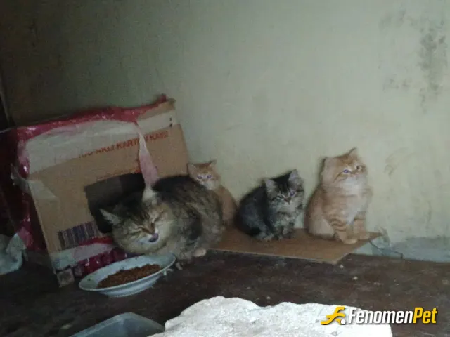 Sokak hayvanı besleme: Evimde 2 kedim var 7 yıldır maaşımdan kaşan parayla sokak hayvanlarını düzenli olarak besliyorum elimden geldi