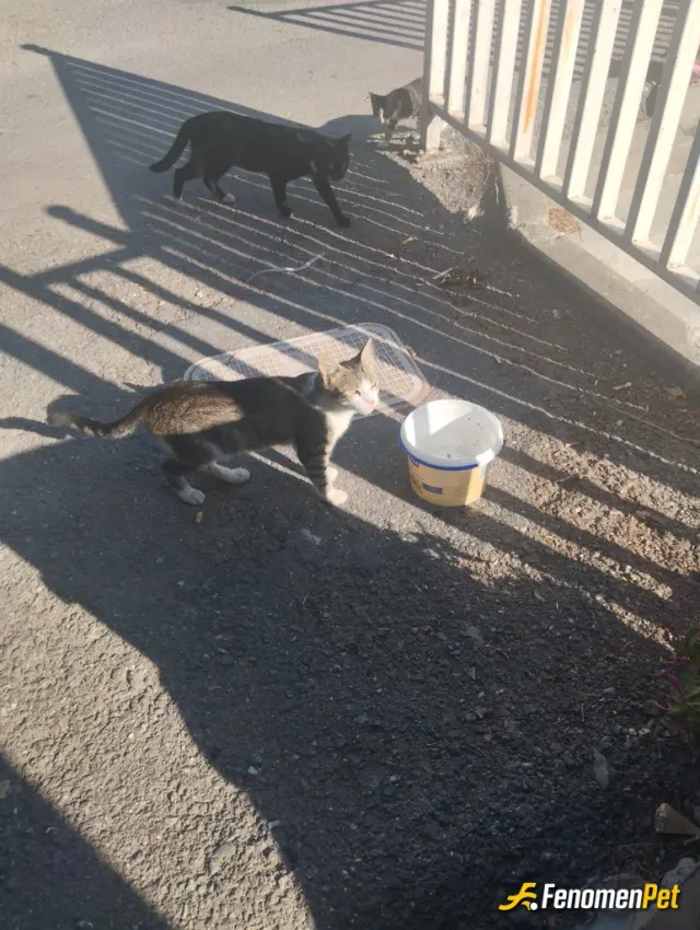 Sokak hayvanı besleme: Güneş teper yakıcı şu verdim, akşamda mama vereceğim