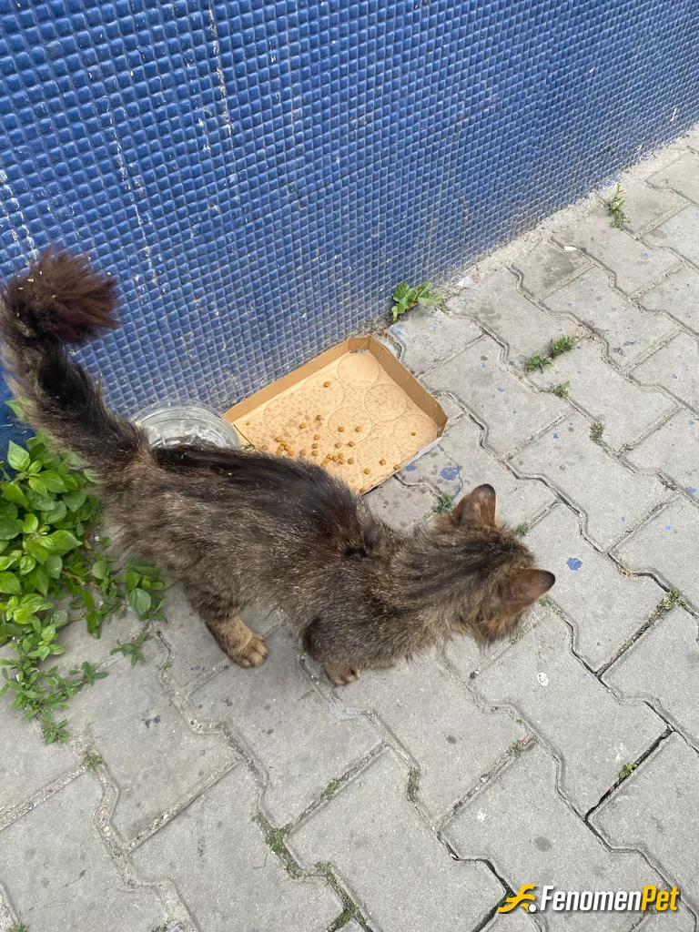 Sokak hayvanı besleme: Gördüğümde beslediğim kedi