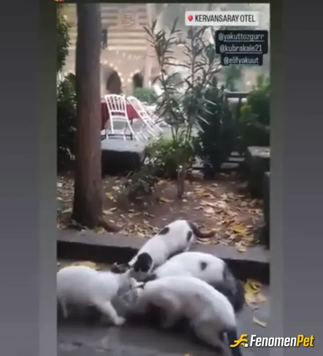 Sokak hayvanı besleme: Sokakta gördüğüm her hayvana mama ve süt alır veririm onlar bize Allah’ın emaneti dilsiz kulları keşke herkes