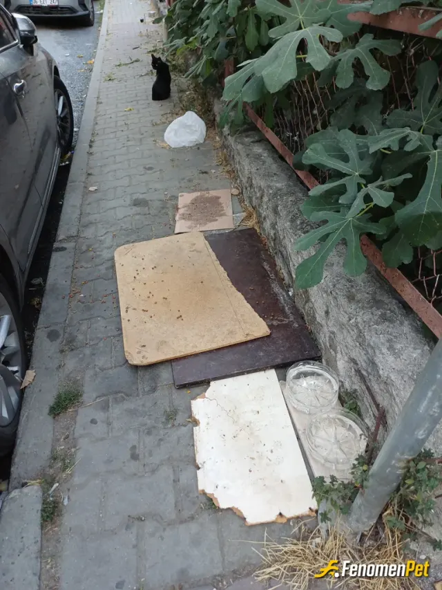 Sokak hayvanı besleme: Sokak dostlarım...