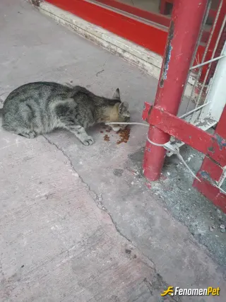 Sokak hayvanı besleme: Cok sicak bu canlari unutmayalim