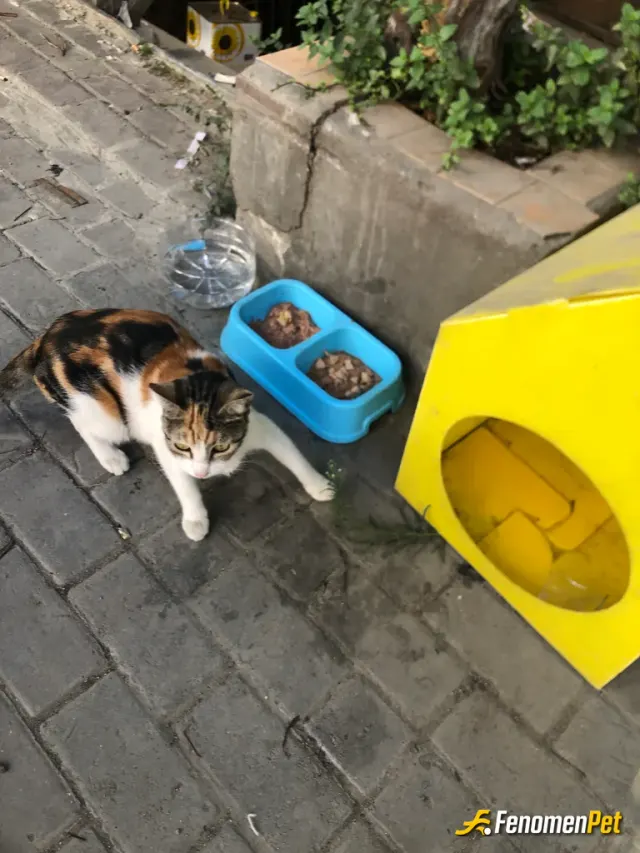 Sokak hayvanı besleme: Esnaflar olarak besliyoz