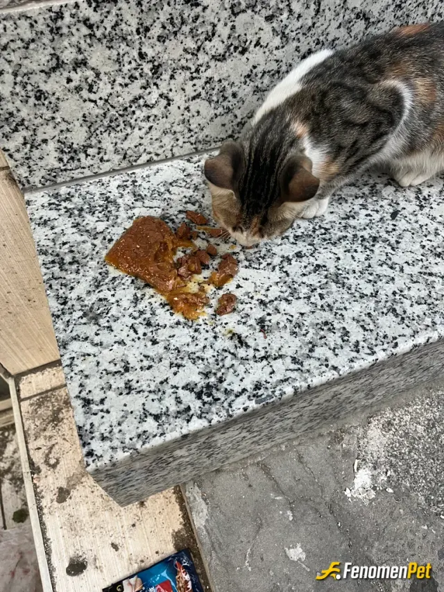 Sokak hayvanı besleme: Eve giderken yolda aç olduğunu farkettiğim yavru kediyi besledim mutluyum