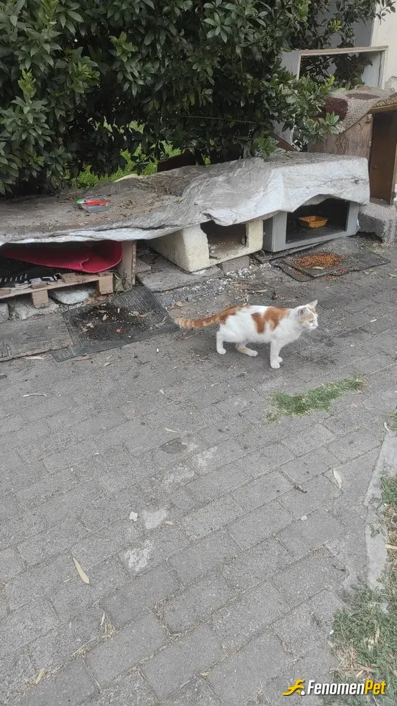 Sokak hayvanı besleme: Boncuk adı besliyoruz bahçede besliyoruz