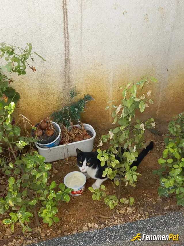 Sokak hayvanı besleme: Evimin onundeki kedi hemen hemen her sabah mamasini suyunu veririm