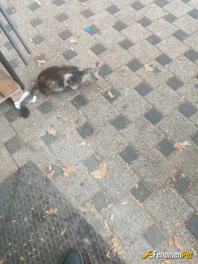Sokak hayvanı besleme: Marketten kedi maması aldım minik ve sevimli dostlarımızı doyurdum ..