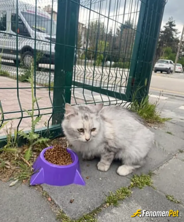 Sokak hayvanı besleme: Minik kedi
