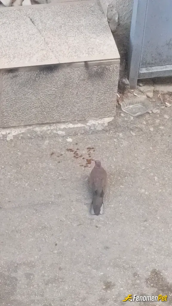 Sokak hayvanı besleme: Emeği geçen yada geçecek olan herkes e teşekkürler... Unutmayalım ki;onlar da Allah'ın Dilsiz Kullar'ı...