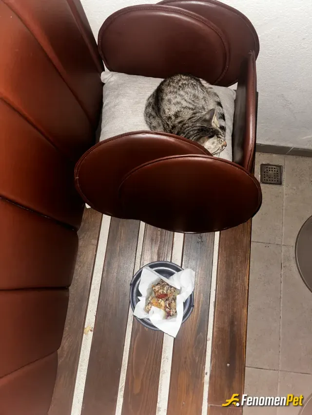 Sokak hayvanı besleme: Kafemizin önünden yaşayan kedilerden biri, tavuk ve etle besliyorum yastıktan yatak yaptım. Rüzgar almasın diy