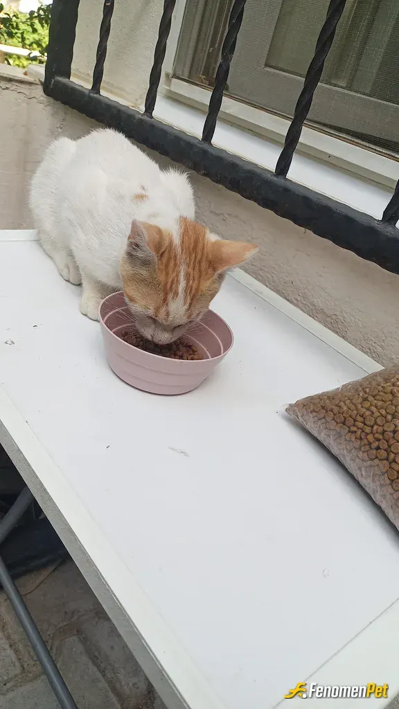 Sokak hayvanı besleme: #Fenomenpet ODİN koydum çocuğun ismini tek gözü yok😭 vdiger gözünü de veterinerden damla ve solüsyon alarak k