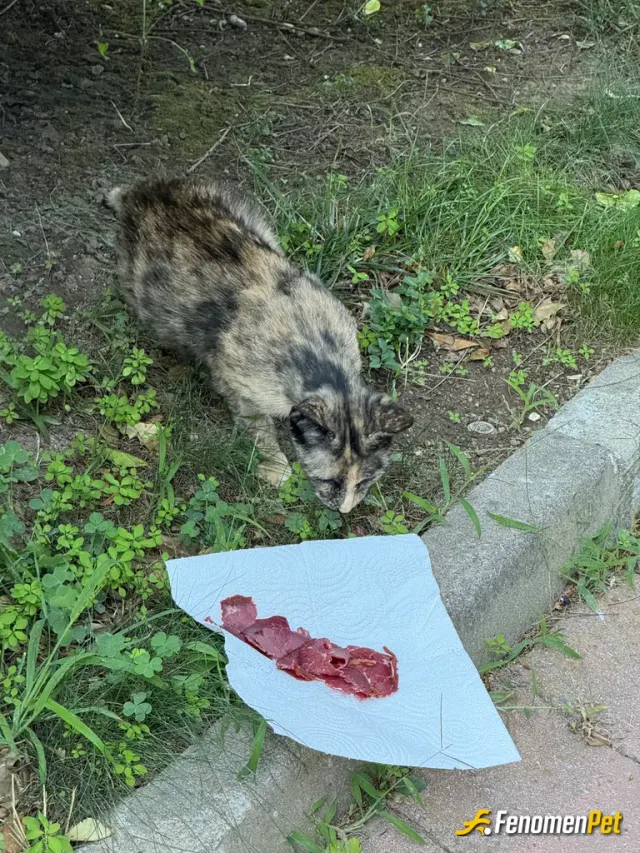 Sokak hayvanı besleme: Bizim sitenin patili dostlarından (: