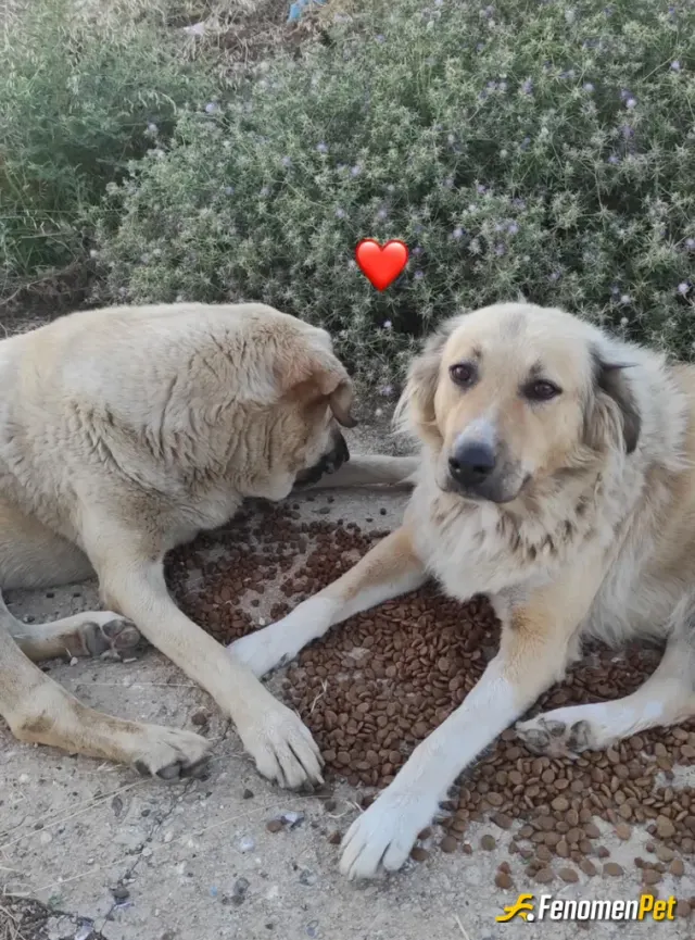 Sokak hayvanı besleme: Instagram’da fotoğraflarımda mevcuttur zaten sürekli hayvan besliyorum