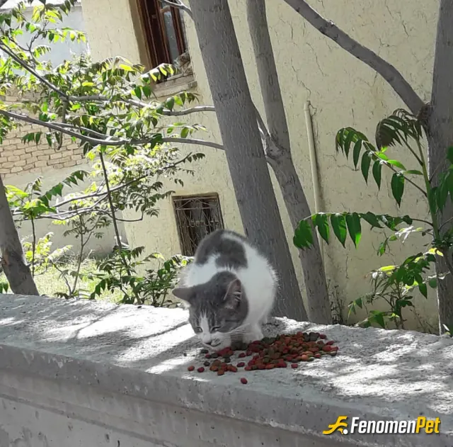 Sokak hayvanı besleme: #fenomenbet
Mahallede Kedilere Bakkaldan Mama alır Yediririm Ayrıyeten kendi Kedilerimide Atacaktım 1 foto