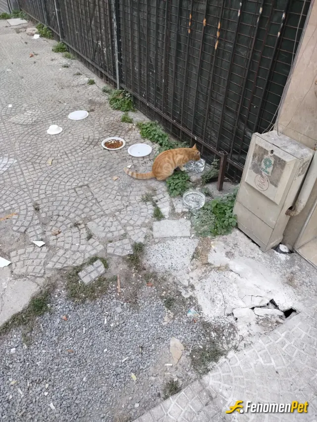 Sokak hayvanı besleme: #Fenomenpet Bir kap su hayat kurtarır.