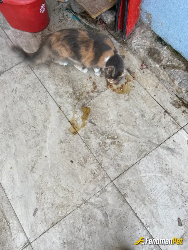 Sokak hayvanı besleme: Hayvanlar da vardır