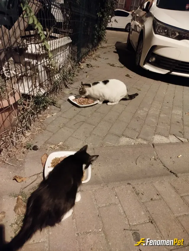 Sokak hayvanı besleme: Yaş ve kuru mama verdim 🤗 evde de besliyorum sokaktaki kedilere de bakıyorum