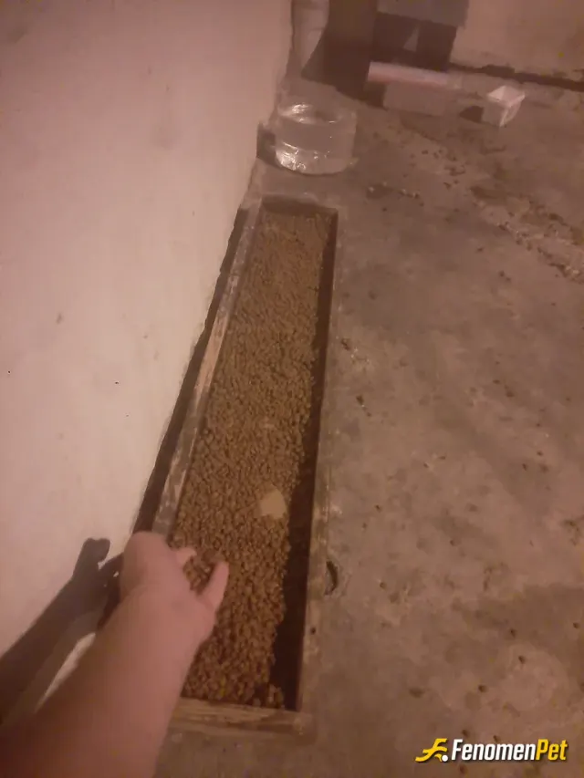 Sokak hayvanı besleme: Sokakta ki canlar için su ve mamalar hazır#fenomenpet