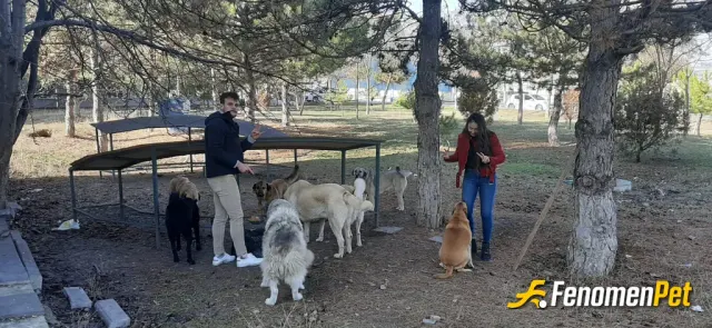 Sokak hayvanı besleme: Okuduğum üniversitenin hayvanları koruma topluluğunda başkan yardımcısıyım. Minik dostlarımız için yaptığınız 