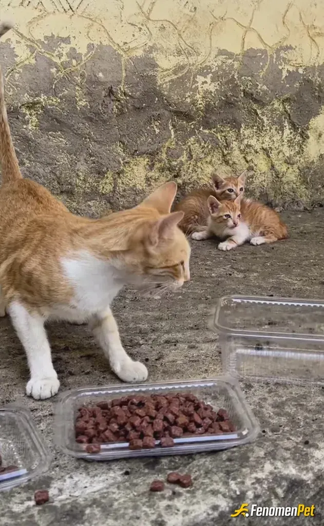 Sokak hayvanı besleme: Bir kap yemek, bir kap su çok değil..