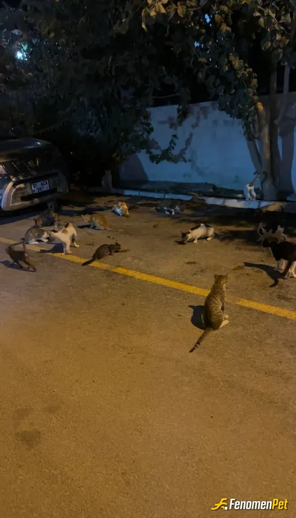 Sokak hayvanı besleme: Hatay’dan selamlar 🫡