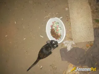 Sokak hayvanı besleme: ❤️