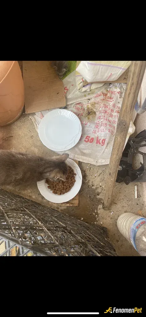 Sokak hayvanı besleme: Bahçedeki misafirler