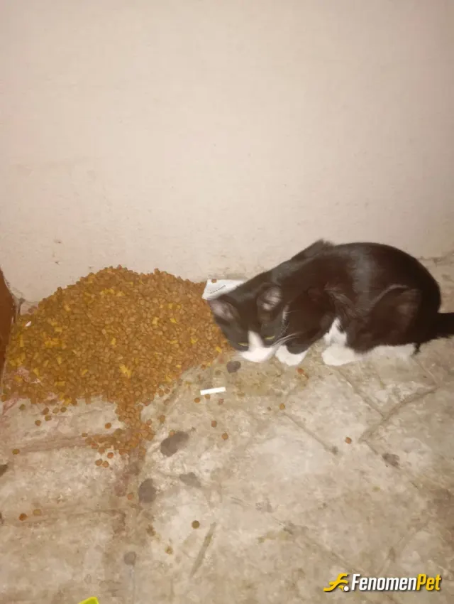 Sokak hayvanı besleme: Kuru mama verdim
