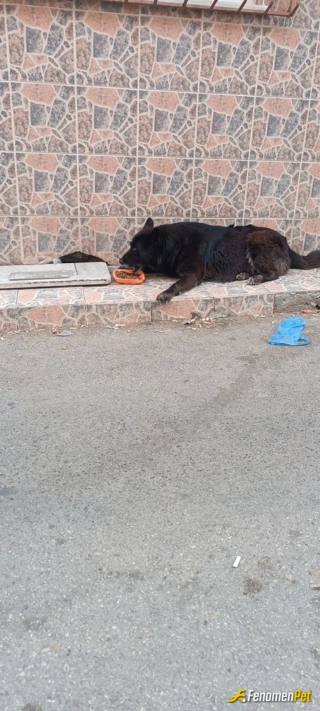 Sokak hayvanı besleme: sokağa yeni yeni geliyor, çok akıllı uslu ve maalesef terkedilmiş :(
#Fenomenpet Fenomenbet Pati Dostu
#Fenomenbet…