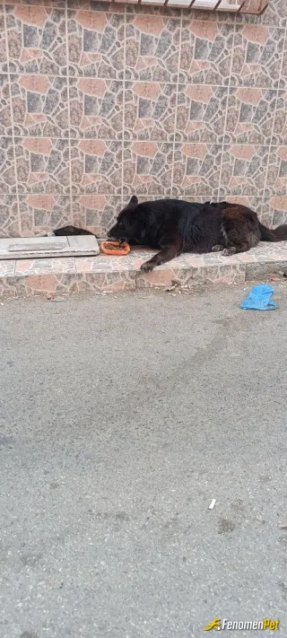 Sokak hayvanı besleme: sokağa yeni yeni geliyor, çok akıllı uslu ve  maalesef terkedilmiş :( 
#Fenomenpet Fenomenbet Pati Dostu

#