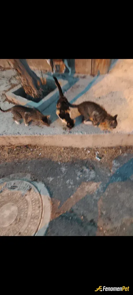 Sokak hayvanı besleme: Yaş mama partisi #fenomenpet pati dostu