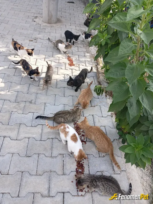 Sokak hayvanı besleme: Hergün kuru mama ile besliyorum bazen ciğer vs alıp pişirip veriyorum bu arada evimde de 4 tane kedim var 🙂