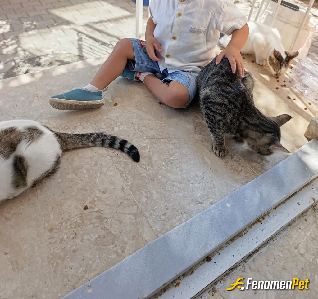 Sokak hayvanı besleme: Hayvan sevmeli insan, zira zamanla sevecek insan bulmak güçlesiyor.